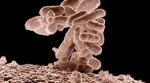 Siêu vi khuẩn kháng mọi kháng sinh đã xuất hiện tại Mỹ