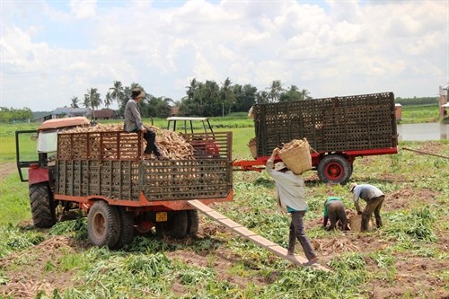 Tây Ninh: Nông dân lỗ nặng do trồng sắn dưới ruộng lúa