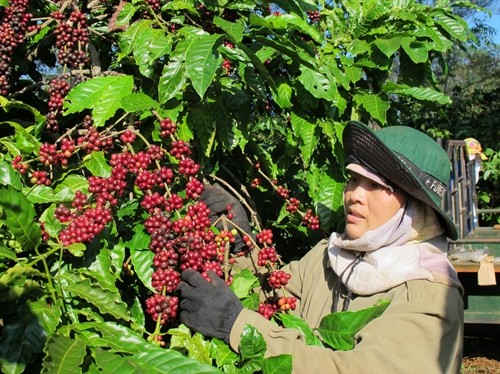 Điểm sáng" trong thực hiện tái canh cây cà phê ở Gia Lai