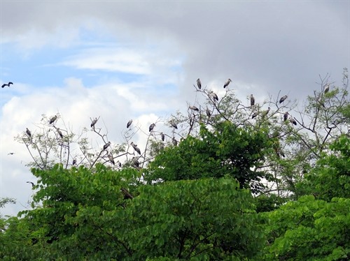 Điện Biên: Kỳ thú vườn chim quý có tên trong Sách đỏ di trú bên di tích hầm Đờ Cát