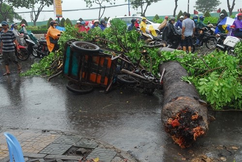 TP Hồ Chí Minh: Mưa lớn, cây xanh đổ hàng loạt làm nhiều người bị thương 
