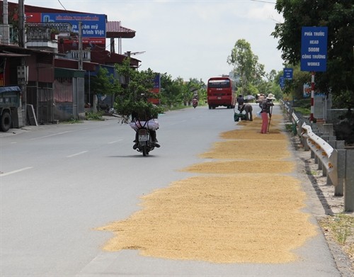 Cảnh báo việc phơi nông sản trên một số tuyến quốc lộ ở Thái Bình