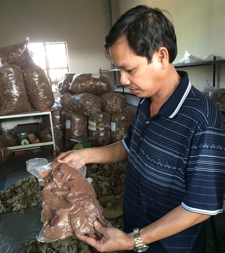 Tây Ninh: Gian nan thị trường tiêu thụ nấm