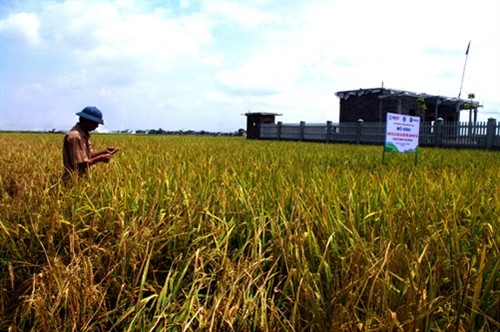 Sản xuất lúa giảm phát thải