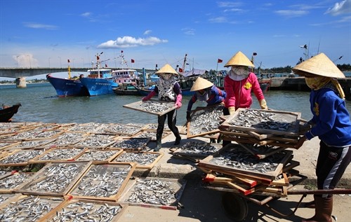 Ngư dân Quảng Trị trúng đậm mùa cá nục