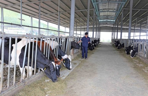 Anh Nguyễn Hữu Tuấn làm giàu từ mô hình nuôi bò sữa trang trại