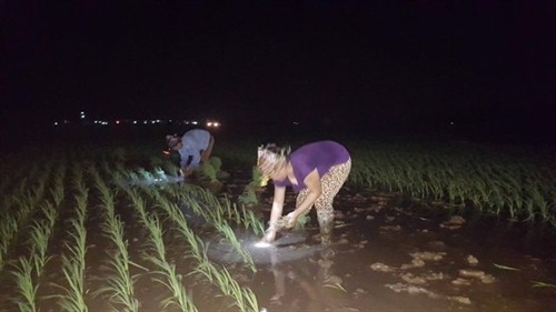 Nông dân Bắc Ninh cấy lúa đêm tránh nắng
