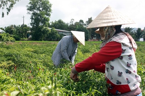 Kiên Giang: Trồng rau màu trên đất lúa mang lại hiệu quả kinh tế cao