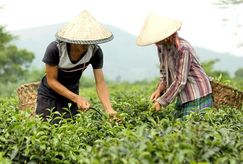 Phát triển bền vững vùng nguyên liệu chè ở Tuyên Quang