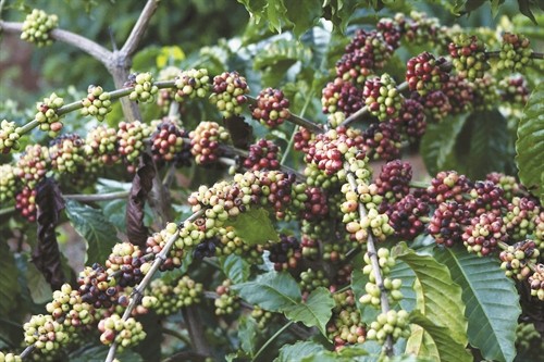 Đắk Lắk tập trung tái canh cây cà phê