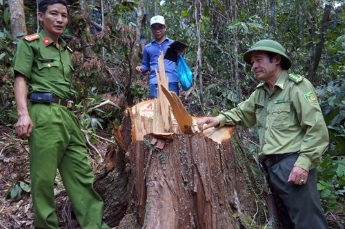 Quảng Nam: Khẩn trương điều tra vụ phá rừng quy mô lớn tại huyện Nam Giang