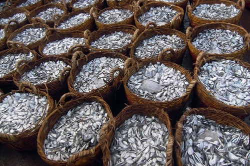 Ngư dân ở tỉnh Ninh Thuận ra khơi đánh bắt trúng đậm cá nục, cá cơm