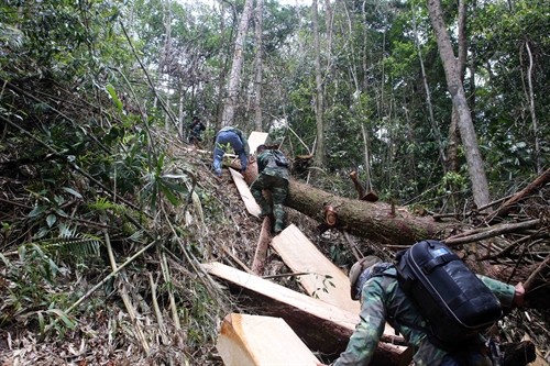 Quản lý rừng: Rừng pơ mu ở huyện Nam Giang bị tàn phá nghiêm trọng