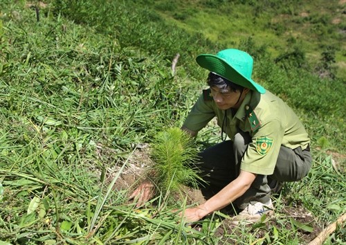 Các tỉnh Tây Nguyên tích cực trồng rừng thay thế