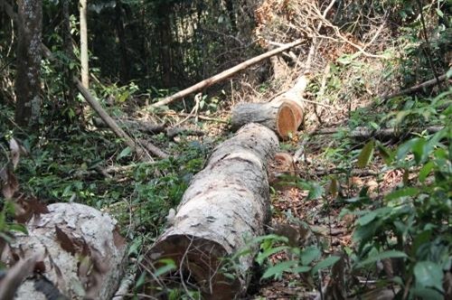 Nhiều vạt rừng nguyên sinh tại Đắk Nông đang bị tàn phá