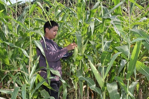 Lai Châu phát triển nông nghiệp trên đất bán ngập thủy điện