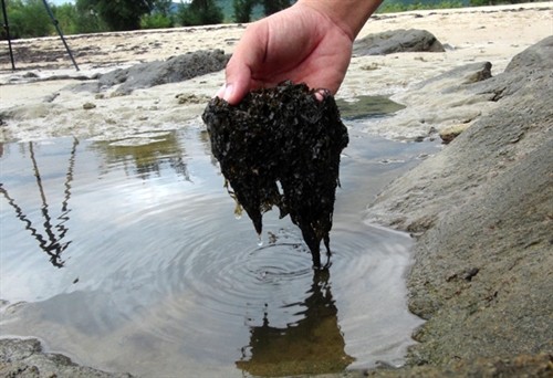 Rong biển dạt vào bờ biển Quảng Bình là hiện tượng tự nhiên