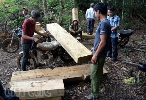 Thủ tướng đồng ý báo cáo kết quả kiểm tra việc khai thác gỗ tại Kon Tum 