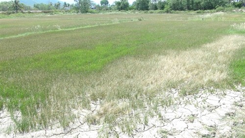 Biến đổi khí hậu: Hạn hán khiến 7.000 ha đất lúa ở Khánh Hòa phải dừng sản xuất