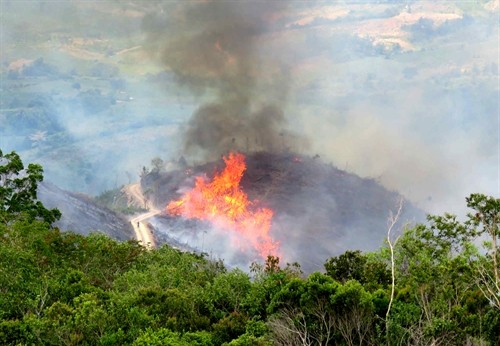 Phú Yên phát hiện vụ phát, đốt 20 ha rừng 