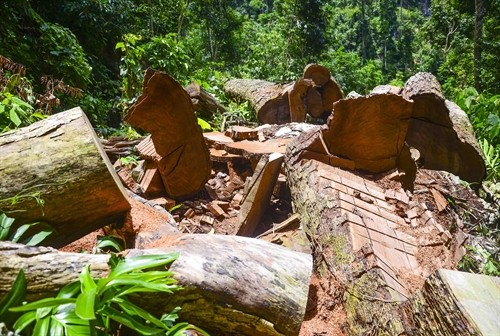 "Chảy máu" rừng gỗ nghiến cổ thụ ở Điện Biên
