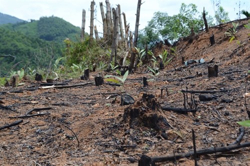 Nhức nhối nạn chặt phá rừng để trồng cây nguyên liệu giấy ở Bình Định