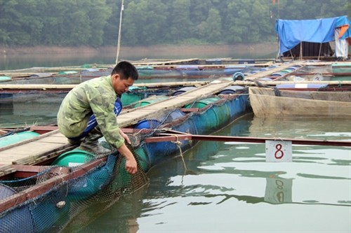 Quảng Bình mở rộng mô hình nuôi cá lồng trên sông