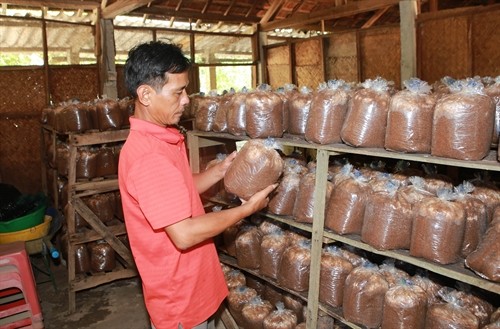 Phú Lương phát triển mạnh nghề trồng nấm