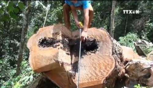 Phản hồi thông tin của TTXVN: Điện Biên xử lý nghiêm trường hợp khai thác rừng trái phép