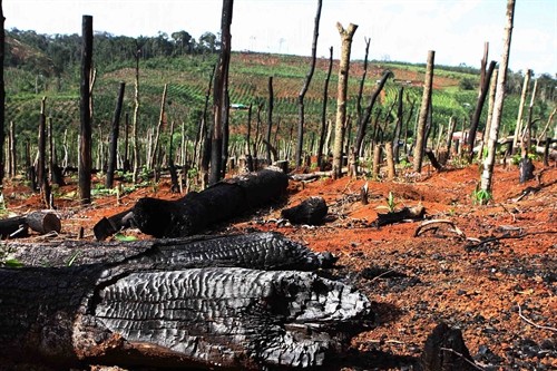 Lãnh đạo tỉnh Đắk Nông kiểm tra tình trạng tàn phá rừng tại huyện Đắk Song