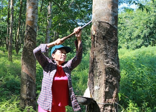 Thừa Thiên-Huế: Giá mủ cao su "ấm" liên tiếp, thêm hy vọng cho người trồng