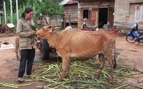 Điều tra nguyên nhân bò chết bất thường ở Đắk Lắk
