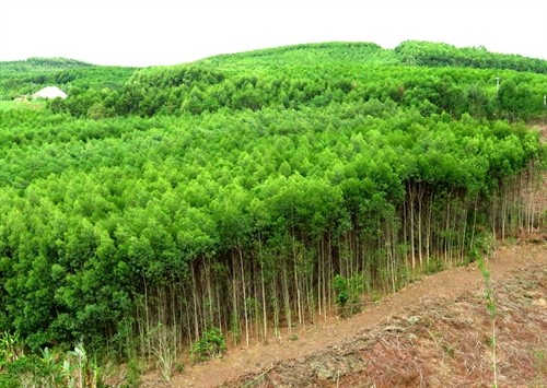 Phú Yên: Đóng cửa rừng tự nhiên, khai thác gỗ rừng trồng