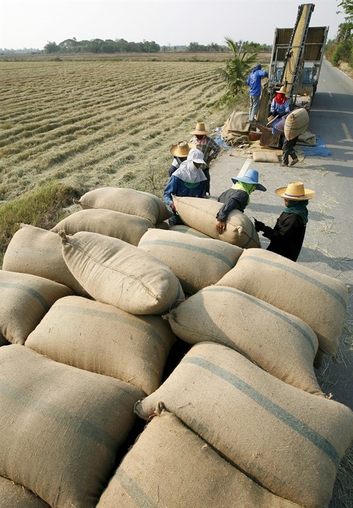 Thái Lan giành lại vị trí "quán quân thế giới" về xuất khẩu gạo