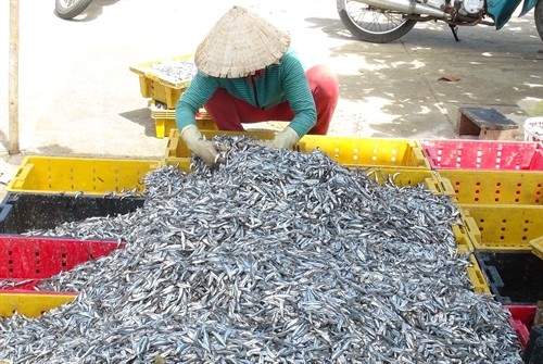 Ngư dân Khánh Hòa thu lãi cao nhờ cá cơm được mùa, được giá
