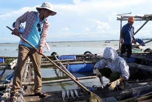 Hà Tĩnh: Cá nuôi lồng bè và hàu chết hàng loạt do ngọt hóa nguồn nước