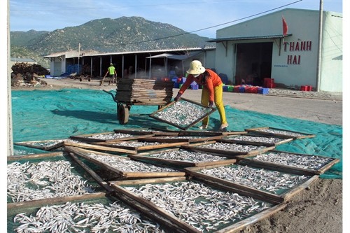 Cảnh báo tình trạng đổ rác thải bừa bãi ở vùng ven biển Ninh Thuận