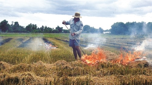 Ưu điểm và nhược điểm của việc đốt rơm rạ trên ruộng lúa