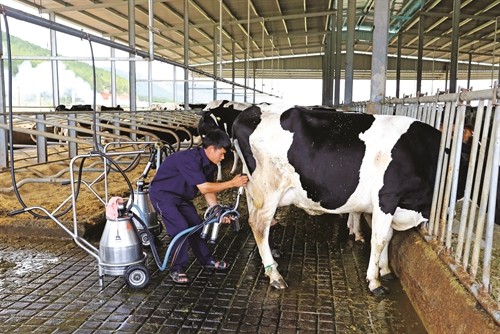 Cách phòng và trị bệnh viêm vú trên bò sữa