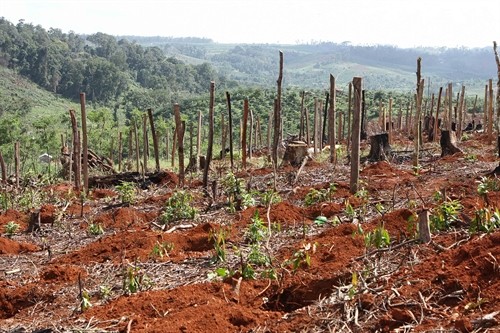 Hàng ngàn hécta rừng tự nhiên ở Đắk Nông bị tàn phá làm đất sản xuất
