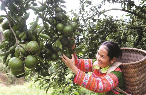Bắc Quang đẩy mạnh tái cơ cấu nông nghiệp