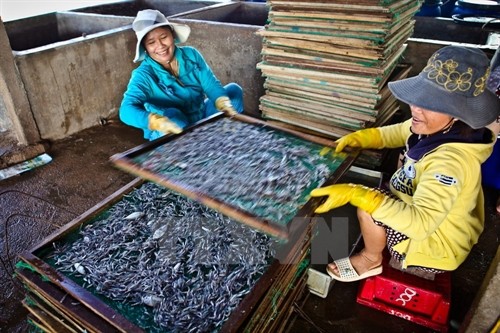 Cận cảnh quy trình chế biến cá cơm khô ở làng Mỹ Tân (Ninh Thuận)