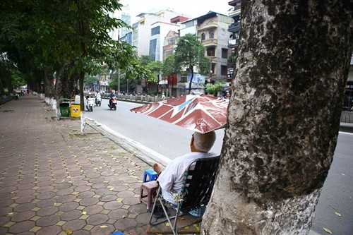 Hàng xà cừ trăm tuổi sắp bị di dời trên đường Kim Mã (Hà Nội)