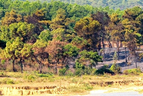 Nhiều bất cập trong quản lý rừng ở Hà Nội