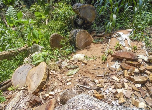 Huyện Tủa Chùa-Điện Biên thừa nhận tình trạng phá rừng trên địa bàn