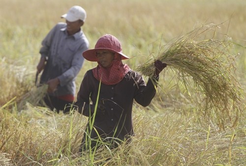 Campuchia gặp nhiều khó khăn trong xuất khẩu gạo