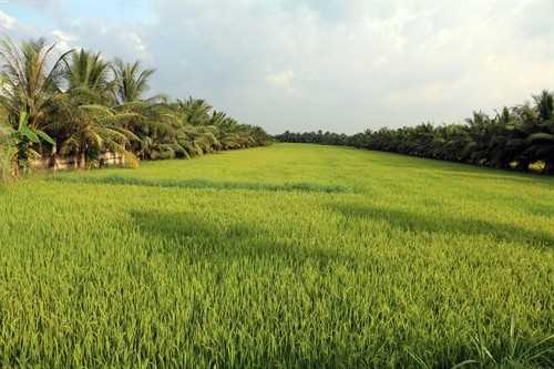 Bến Tre: Chuyển đổi đất lúa sang trồng các loại cây khác