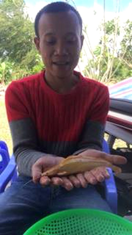 Nông dân Bạc Liêu bắt được cá trê có màu vàng hiếm thấy