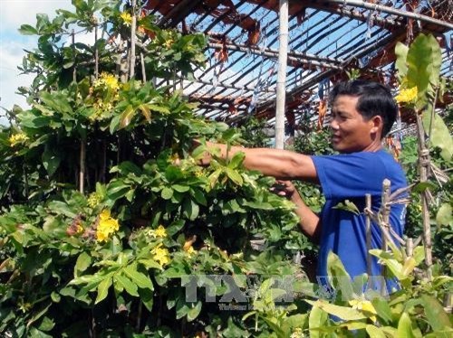 Thành phố Hồ Chí Minh: Mưa trái mùa khiến người trồng mai điêu đứng