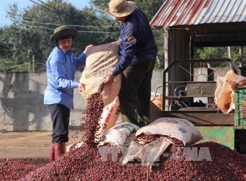 Các tỉnh Tây Nguyên đảm bảo các điều kiện thu hoạch cà phê